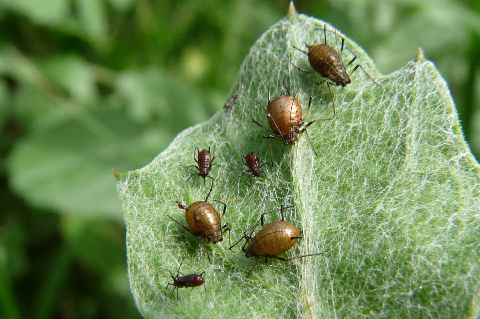 Nigma sp.